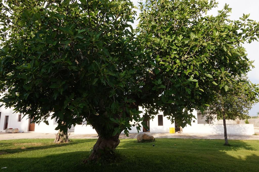 コペルティーノ Masseria Pappoヴィラ エクステリア 写真